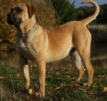 PEGUI DE BARNACAN BULL