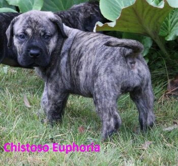 EUPHORIA CHISTOSO