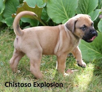 EXPLOSION CHISTOSO