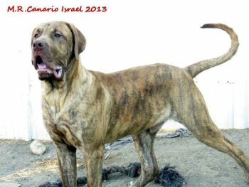 BALTAZAR M.R.CANARIO ISRAEL