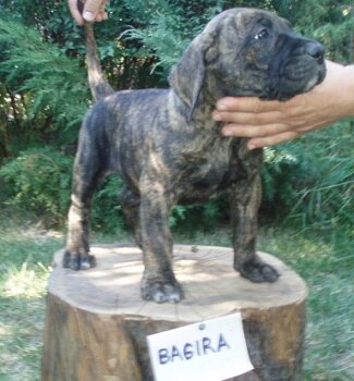 BAGIRA ALFA FAMILY DOG