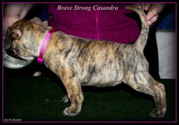 BRAVE STRONG CASANDRA