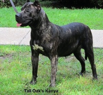 KENYA OF TALL OAKS