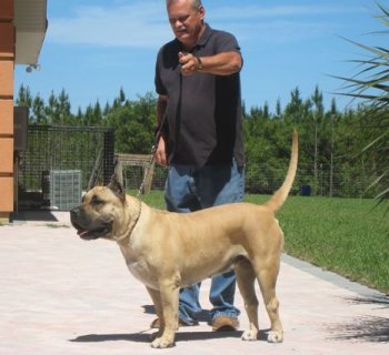 BRAVO KENNEL’S BANDITA