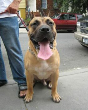 BRAVO KENNEL'S MEMPHIS
