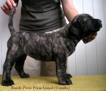 BANDA PERRO PRESA GRAND