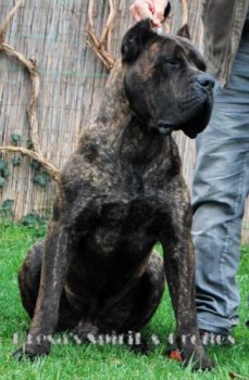 PRESA'S SPIRIT A-CRONOS