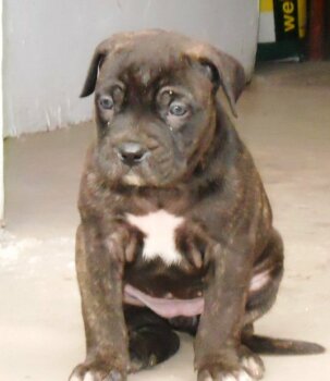 BAQUERRO