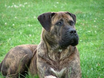 THORNEY ROGUE'S ANIKA