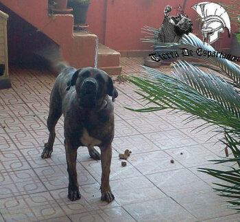 CHISPI DE TIERRA DE ESPARTANOS