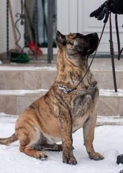 BAP DE CLUJ GUANCHE