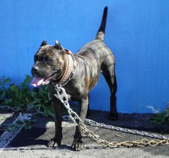 YAMBA DE PERRO DE LA TIERRA