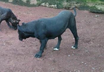 CHATARRA DE PERRO DE LA TIERRA