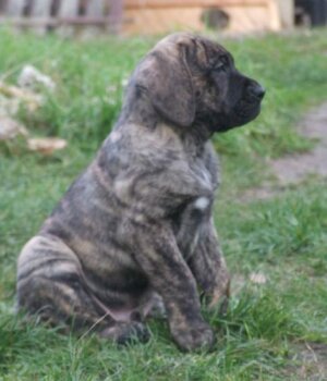 KINGDOM OF LUCKY DOGS IRON
