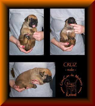 CRUZ GRANCAN DE MOLINERO