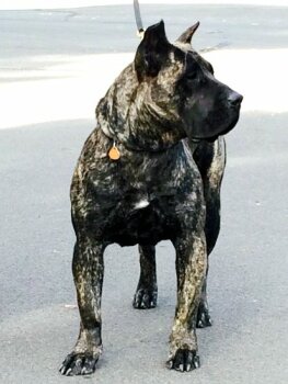 MACHA DE CANARIAN BULL