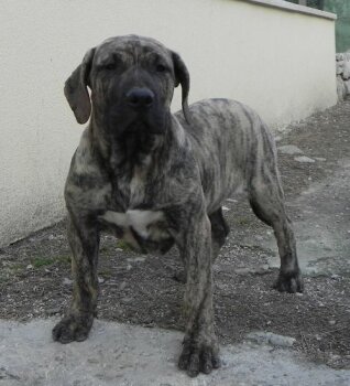 VICTOR DE SPALATO BULL