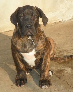 GORILA DE SPARTAN D KENNEL