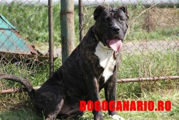 BOSS BULL CANARIO KORINA