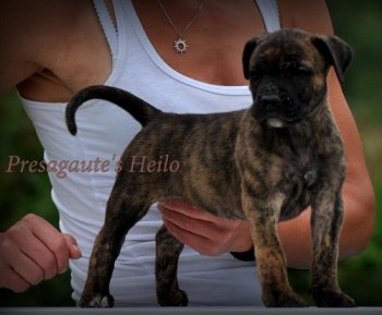 PRESAGAUTE'S HEILO