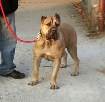 NALA DE EL MIKE KENNEL