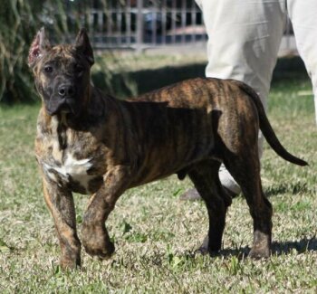 KING DE GUADALCAN
