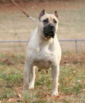 SELVA DE DOG REAL