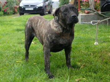 ONA DE BARNACAN BULL