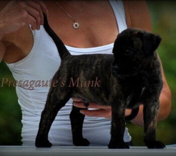 PRESAGAUTE'S MUNK