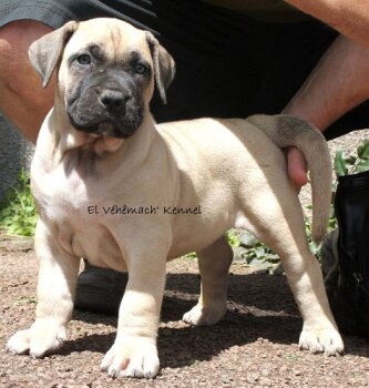 EL VEHEMACH JOSEPHINE