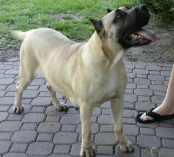 NASERT'S NEELA