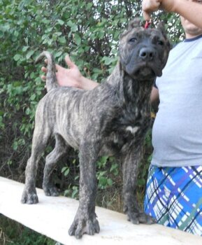 XTREME BULLSARA DEL PEMBA (MAGO)