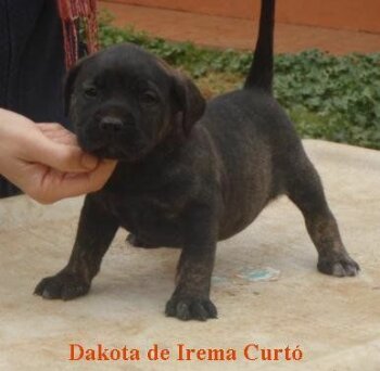 DAKOTA DE IREMA CURTO