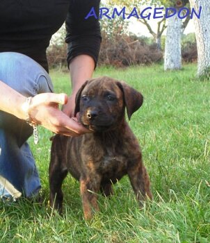 ARMAGEDON DE GRAN CAMPEADOR CAN