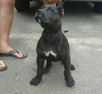 MAGADO DE PERRO DE LA TIERRA