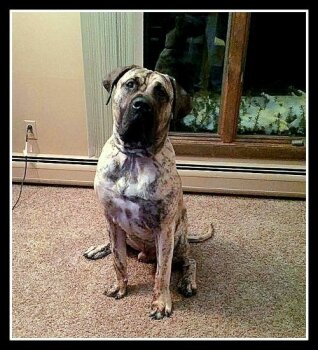 BEARCLAWS JETHRO