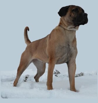 DEN SISTE GREVES CHAPLINA