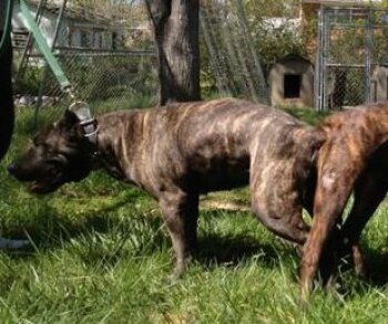 CAPITOL KENNEL ISIS LOVE