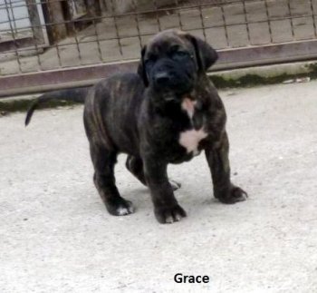 GRACE GOLDENWINGS