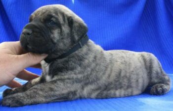BOSS BULL CANARIO TORNADO