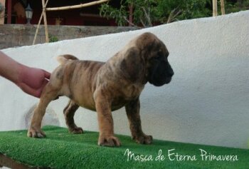 MASCA DE ETERNA PRIMAVERA