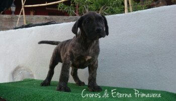 CRONOS DE ETERNA PRIMAVERA