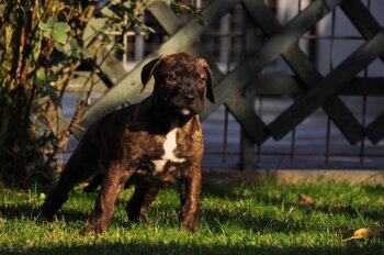 GONZO DE CANARIO KENNEL MACEDONIA