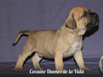 DUENOS DE LA VIDA COCAINE