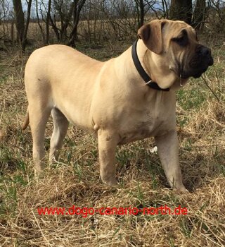 YARA DE SPARTAN D KENNEL
