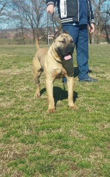 BETY BUP BALKAN LINE P.U. KENNEL