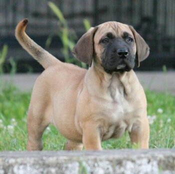BOSS BULL CANARIO XANDRIA