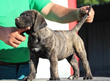 BOSS BULL CANARIO XANTIA