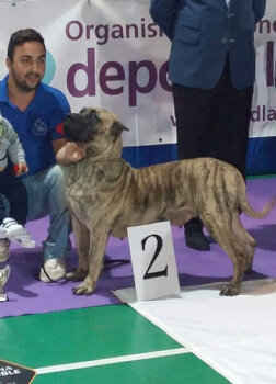 TIRMA D'YOBRE BULL