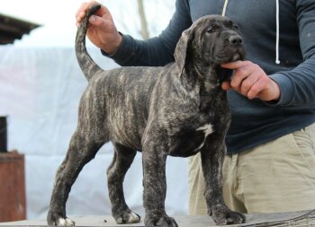 BOSS BULL CANARIO ZORBA